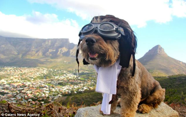El asombroso viaje de Oscar, el perrito rescatado de la calle
