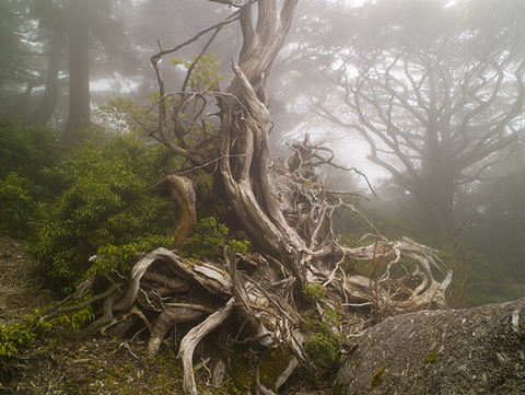 Yakushima, naturaleza y futuro unidos en la esperanza