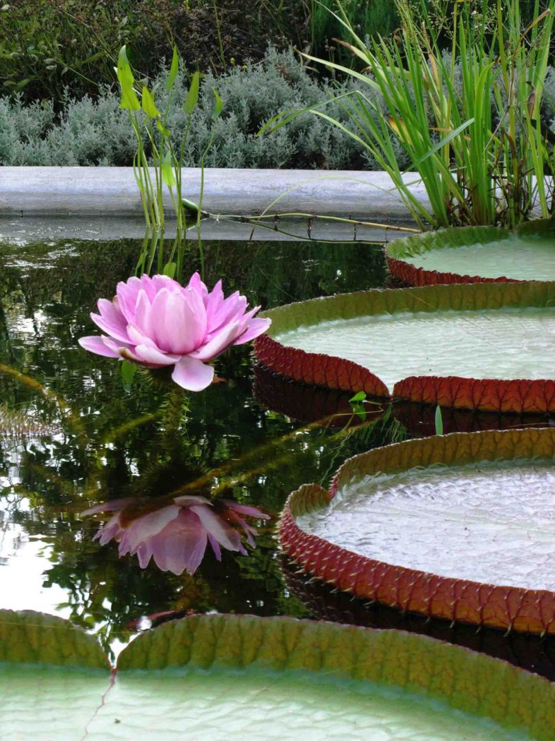 Abanico de colores en Holanda
