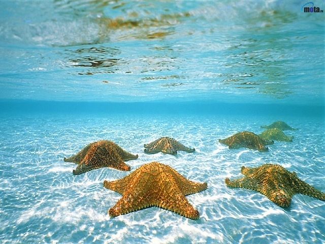 La Playa de las Estrellas