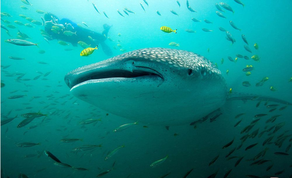 Bucear junto al tiburón ballena
