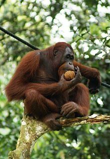 La isla del hombre de los bosques