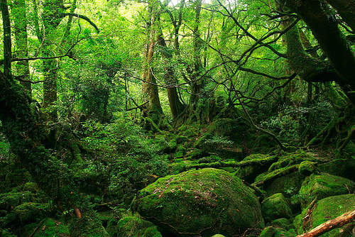 Brocelandia, el bosque encantado