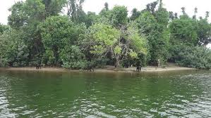 La isla de los chimpancés que ayudaron a salvar vidas