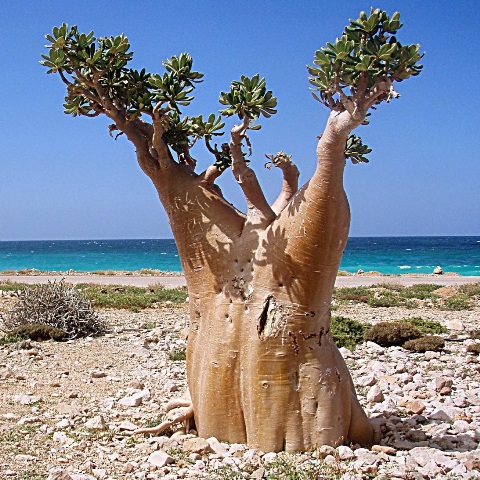 Socotra, un paraíso raro y único