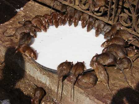 El templo de las ratas del Rajasthán