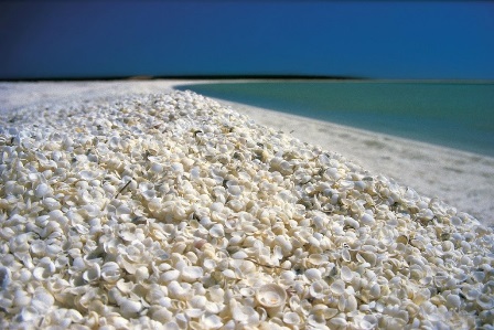 Shell Beach (Australia)