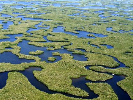 Everglades, el mar de pastos.