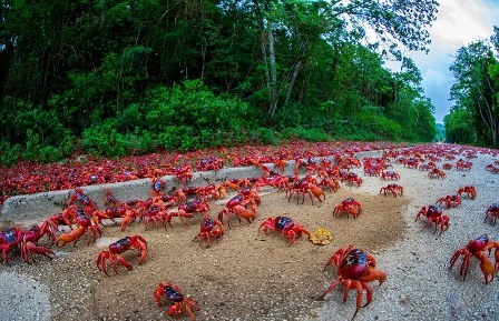 Isla de Navidad: el viaje del cangrejo rojo