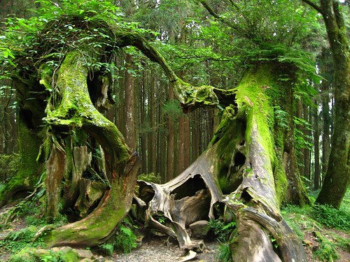 Bosque de Hoh (Washington, EE.UU.)