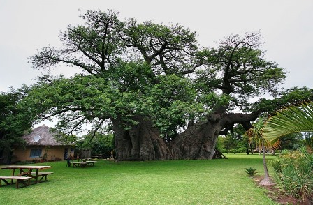 Sunland Baobab, el árbol Pub.