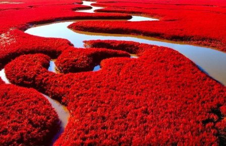 La Playa roja de Panjin