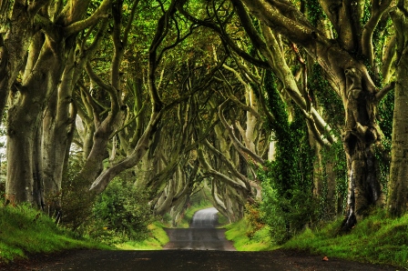 Dark Hedges (Irlanda)