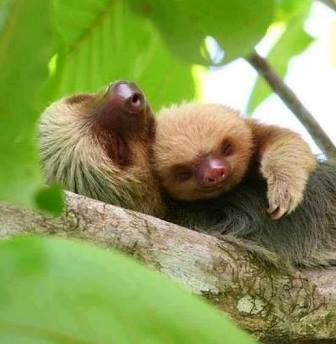 Sloth Sanctuary y los perezosos