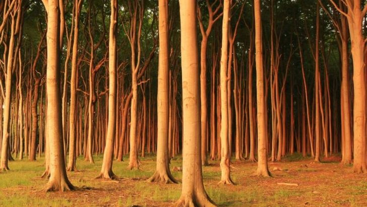 El bosque de Nienhagen