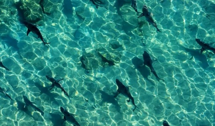 7 playas llenas de tiburones