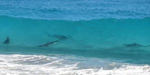 7 playas llenas de tiburones - Smyrna-shark-beaches-in-florida-300x151