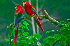 Los 5 destinos de viaje más trending - Costa-Rica-300x196